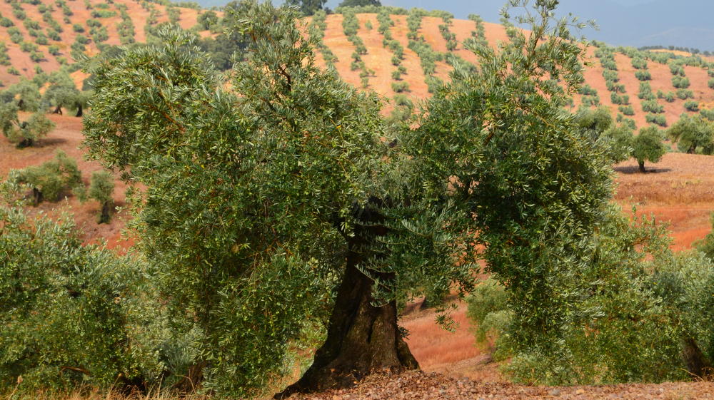 Landhotel Olivetum Colina Andalusien